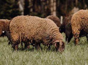 Schafe grasen auf der Weide