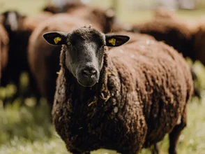 Schafe grasen auf der Weide